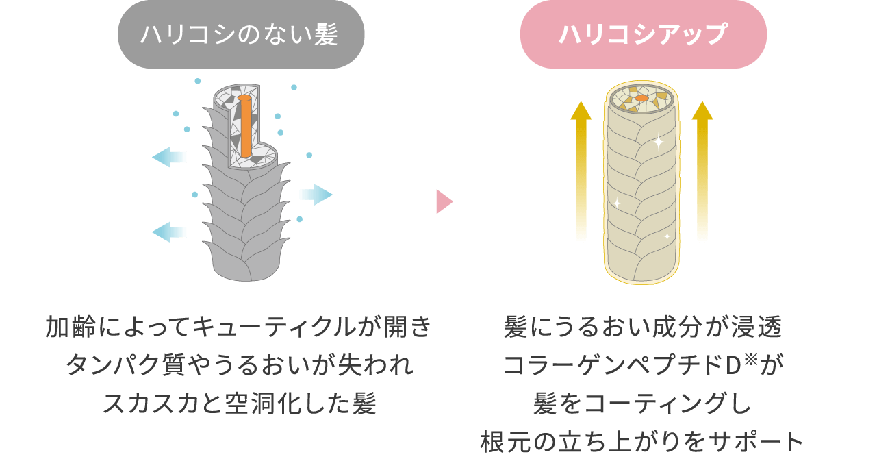 ハリコシのない髪：加齢によってキューティクルが開きタンパク質やうるおいが失われスカスカと空洞化した髪 → ハリコシアップ：髪にうるおい成分が浸透コラーゲンペプチドD※が髪をコーティングし根元の立ち上がりをサポート
